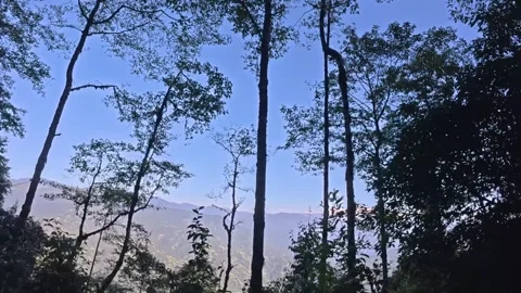 Tall Forest Trees &amp; Mountain Views: Peaceful Nature Scenery Footage Vídeo Stock 340093541
