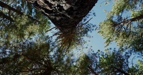 Tall Forest Trees Reaching Towards Sky in Tranquil Woodland Vídeo Stock 323367652