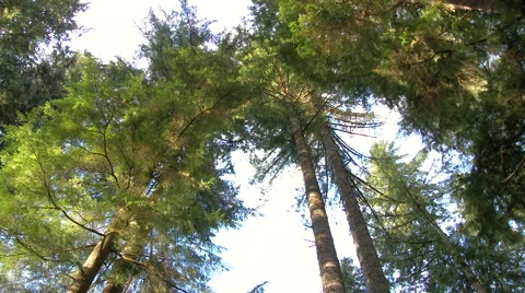 Tall Forest Trees Spin Video stock 56090552