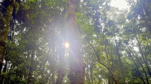 Tall forest trees with sunlight through canopy Stock Footage 335430611