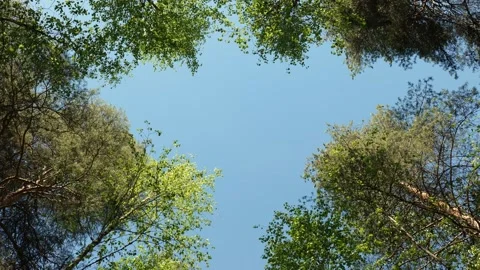 Tall Forest Trees Tops Waving in Wind Against Blue Sky Stock Footage 341696920