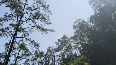 Tall forest trees under bright foggy sky Stock Footage 346659368