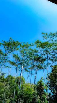 Tall Forest Trees Under a Clear Blue Sky Stock Photos
