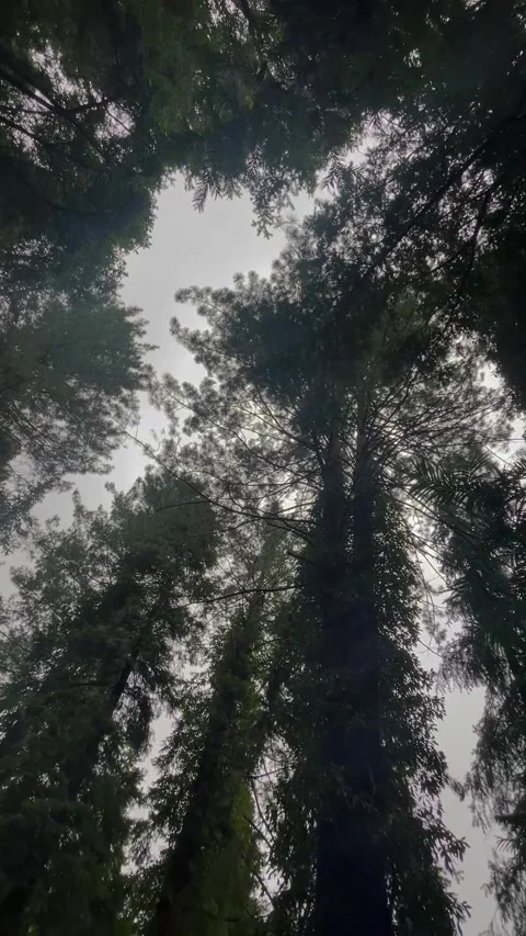 Tall Forest Trees Upward View | Rotating Canopy Nature Video Stock Footage 345391697