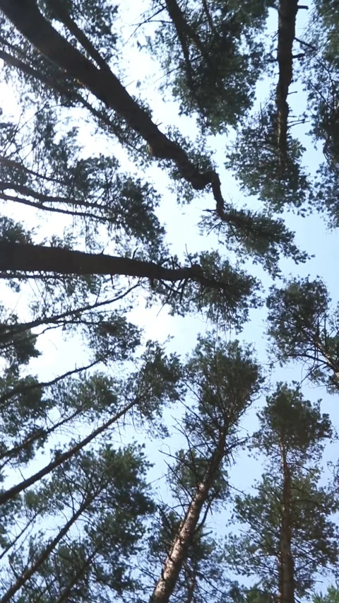 Tall forest trees viewed from ground level looking upward through canopy Stock Footage 312241840