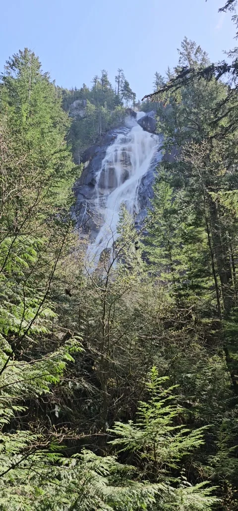 Tall Forest Waterfall Cascading Through Evergreen Trees in Slow Motion Stock Footage 333712123