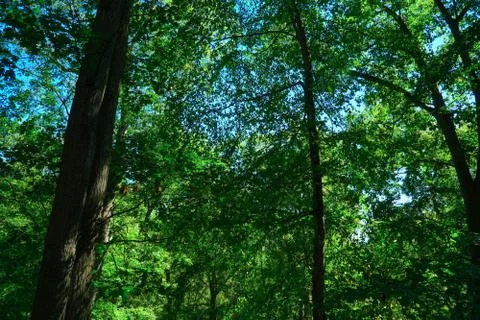 Tall forrest tree background Stock Photos