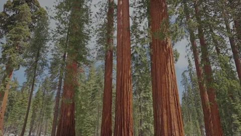 Tall giant sequoia trunks low angle in Yosemite grove Video stock 347984662