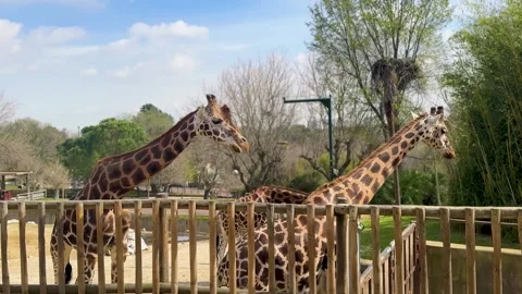 Tall Giraffe With Brown Spots Standing in Wildlife Safari Park Vidéo 330731405