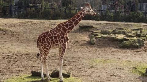 Tall giraffe chewing on  grass Stock Footage 129512171