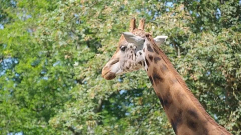 A tall giraffe eats tree leaves, close-up. African savanna, South Africa Video stock 252744610