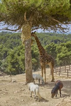 Tall giraffe feeding from tree while ponies graze below Stock Photos