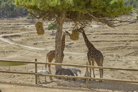Tall giraffe feeding from tree while ponies graze below Stock Photos
