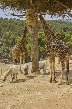 Tall giraffe feeding from tree while ponies graze below Stock Photos