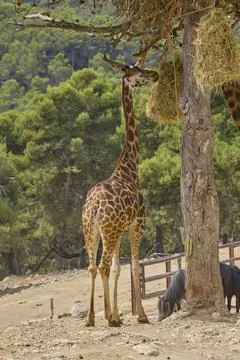 Tall giraffe feeding from tree while ponies graze below Stock Photos