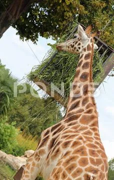 Tall giraffe with a long neck eats Stock Photos