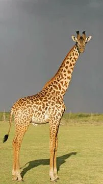 Tall Giraffe in Open Plains Stock Photos