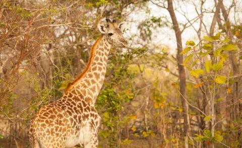 Tall Giraffe Stock Photos