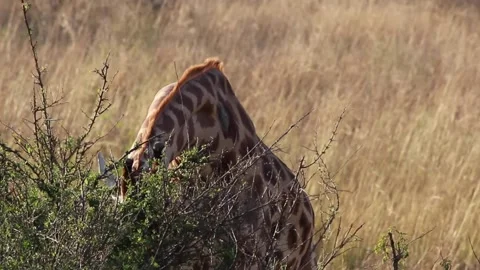 A tall giraffe standing on top of a dry grass field Stock Footage 155358029