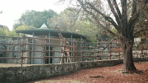 Tall giraffe walking beside its enclosure and building at Belgrade Zoo in autumn Stock Footage 342725856