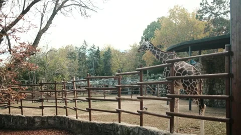 Tall giraffe walking beside its enclosure and building at Belgrade Zoo in autumn Stock Footage 342725991