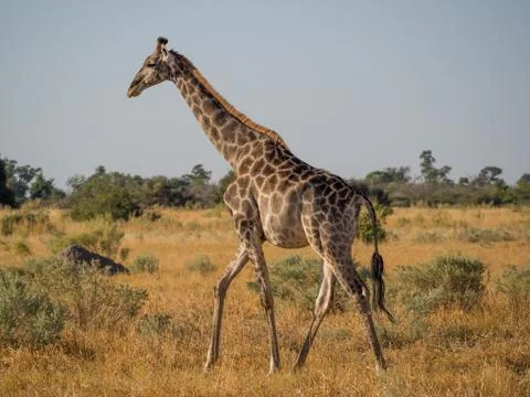 Tall giraffe walking gracefully through dry yellow savannah scenery Stock Photos