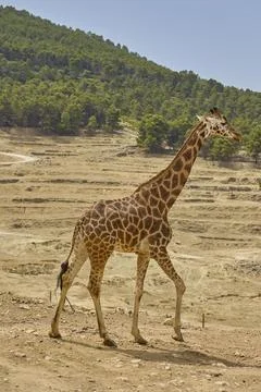 Tall giraffe walking through open safari landscape with forest backdrop Stock Photos