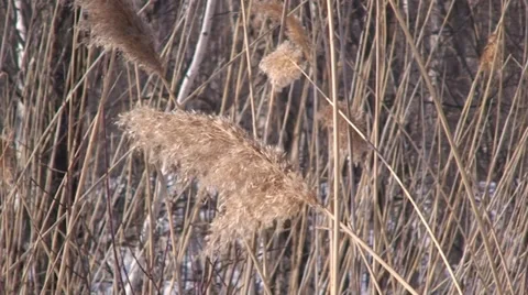 Tall golden grass swaying in the wind. Video stock 35987553