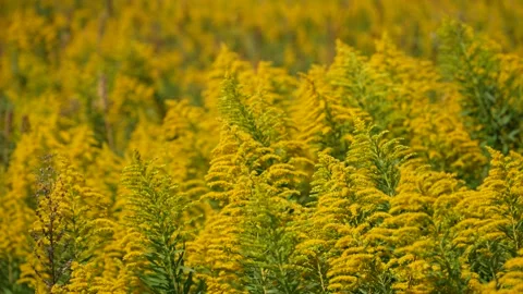 Tall Goldenrod. Stock Footage 206065302
