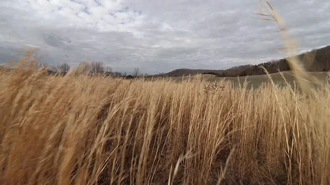 Tall Grass 24fps 库存影片 126113610