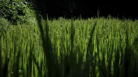 Tall grass 50 Stock Footage 264574172