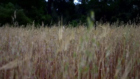 Tall grass after rain. Panning 4K Stock Footage 335168792