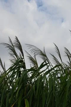 Tall grass against cloudy sky Stock Photos