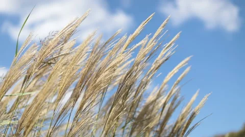 Tall grass against the sky Stock Footage 144333579