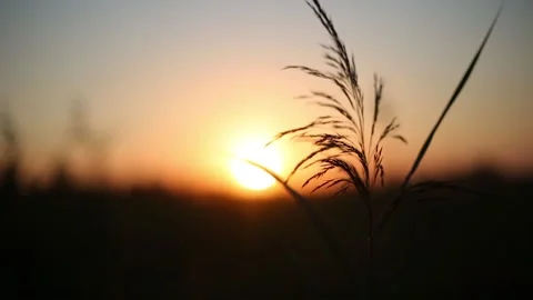Tall grass against the sunset. the sun sets behind the field in contrasting Video stock 138997633