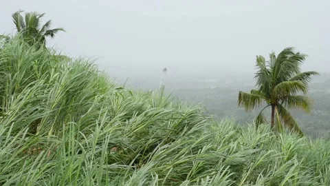 Tall grass and palm trees swaying in the wind.  Stock Footage 322081700