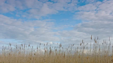 Tall grass and sky - timelapse Stock Footage 51130143