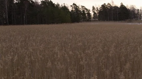Tall grass and trees in the field Stock Footage 110358832