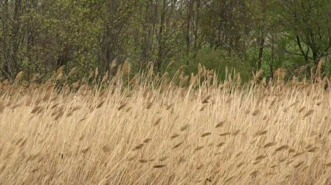 Tall grass and trees Stock-Footage 710466