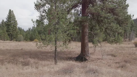 Tall Grass and Trees in Oregon High Desert Vídeos de archivo 333703467
