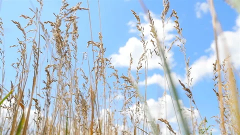 Tall grass on a background of blue sky with white clouds. Strong wind Video stock 119818147