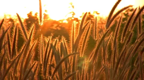 Tall Grass Basks In The Golden Sunset Stock Footage