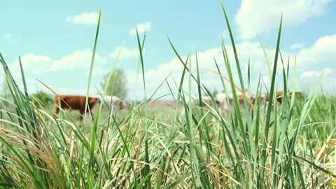 Tall grass, behind which a blurred herd of cows graze. Stock Footage 258054625