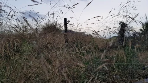 Tall grass being softly blown by the wind Stock Footage 114292006