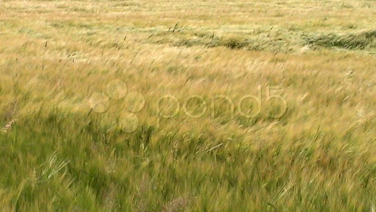 Tall grass blowing in the breeze.