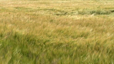 Tall grass blowing in the breeze.  Stock Footage 289049