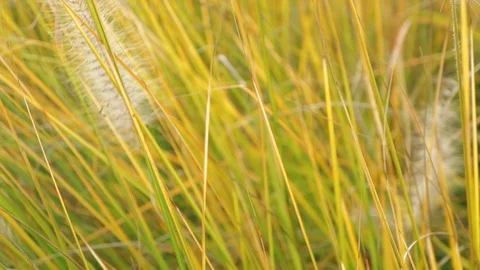 Tall Grass Blowing In The Breeze Stock Footage 99957697