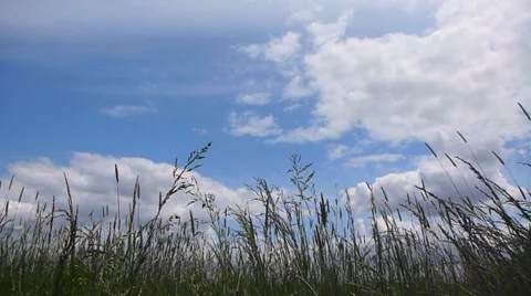 Tall Grass Blowing on Cloudy Day Stock Footage 10978894