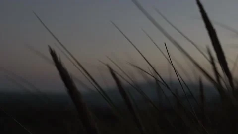 Tall Grass Blowing at Dawn Stock Footage
