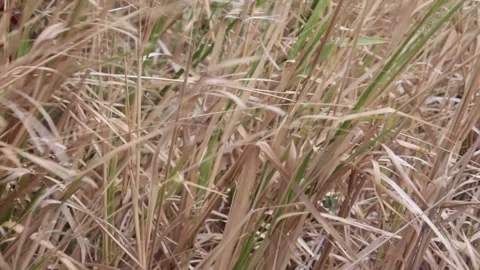 Tall grass blowing in a field Stock-Footage 206844076